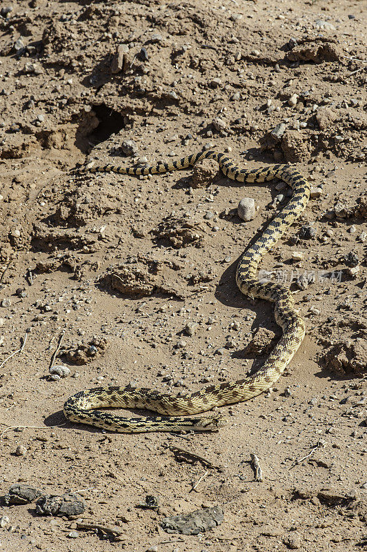 大盆地囊地鼠蛇，垂体catenifer deserticola，大教堂谷，国会礁国家公园，犹他州。